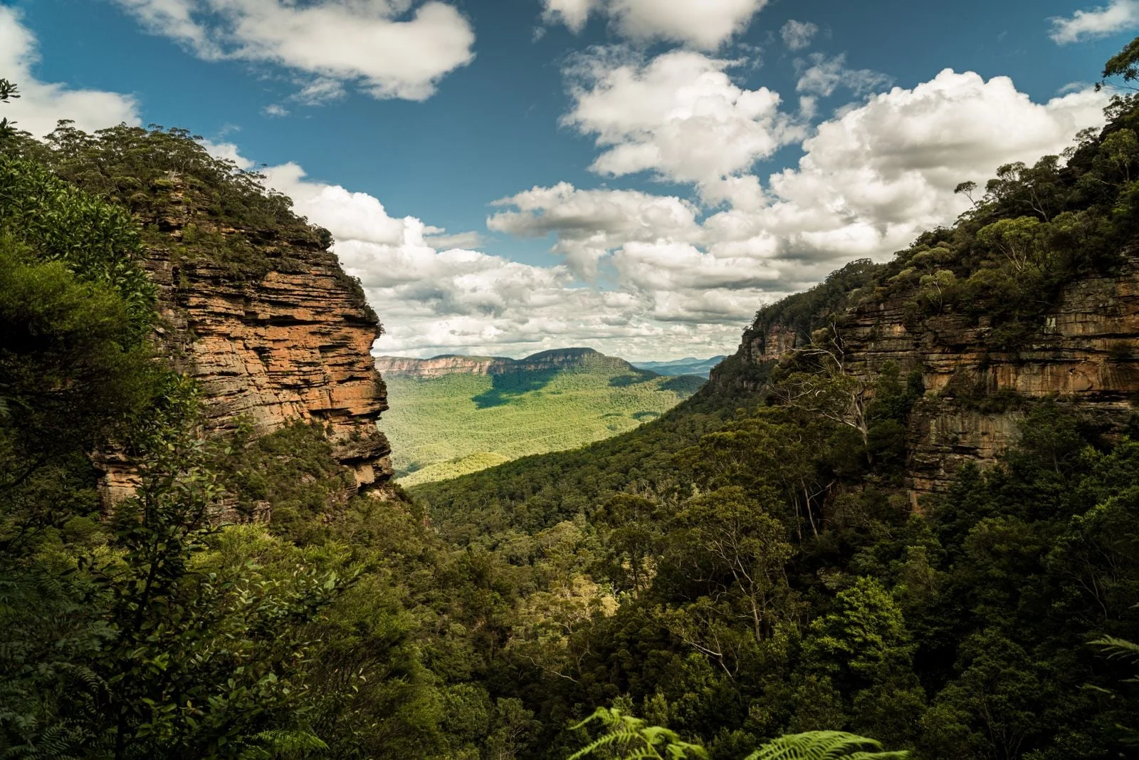 Ranger uncovers a living fossil in an Australian canyon: the Wollemi pine