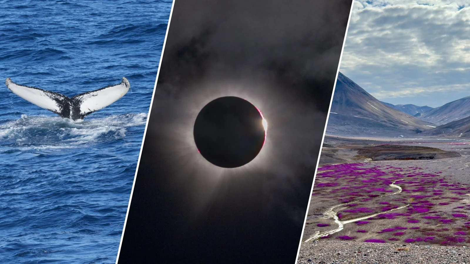 Under Greenland's Shadow: Two Minutes of Totality Among Icebergs