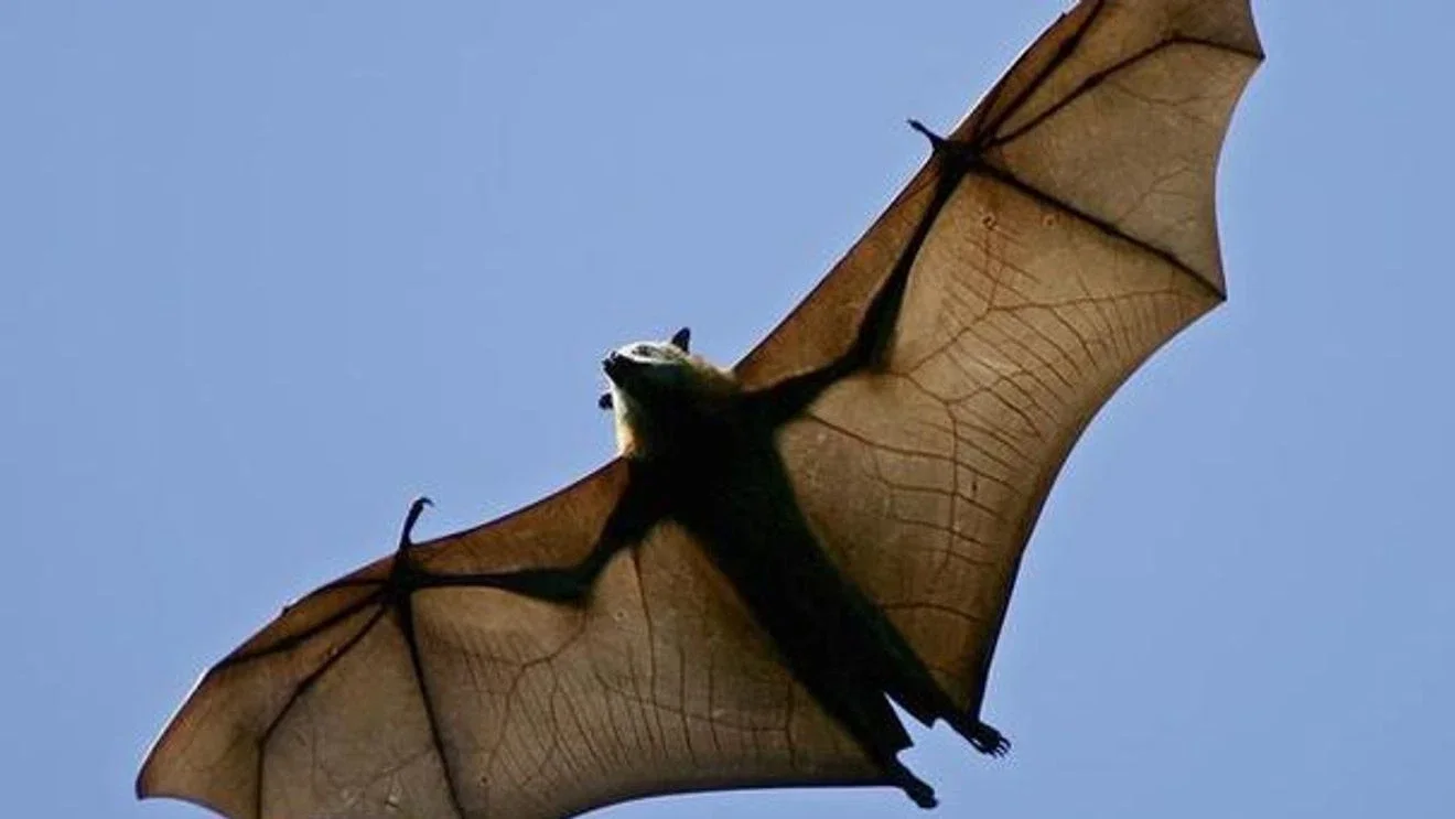 Douglas County reports first 2026 rabid bat, prompting health advisories