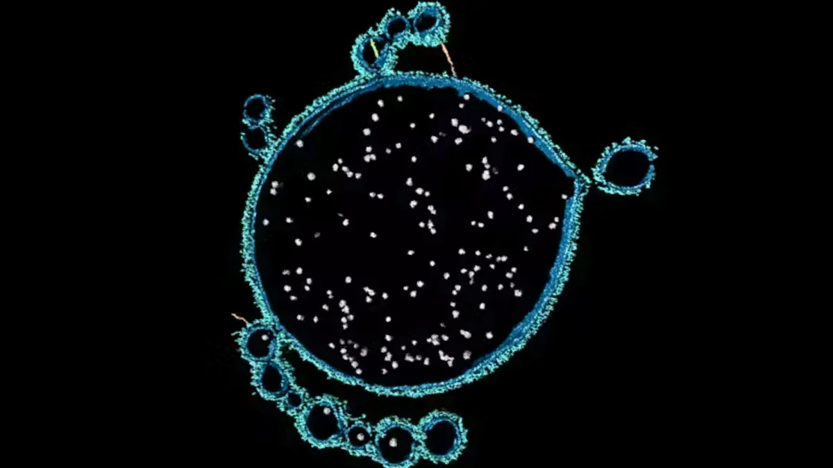 Shark Bay Microbes Illuminate the Birth of Complex Life