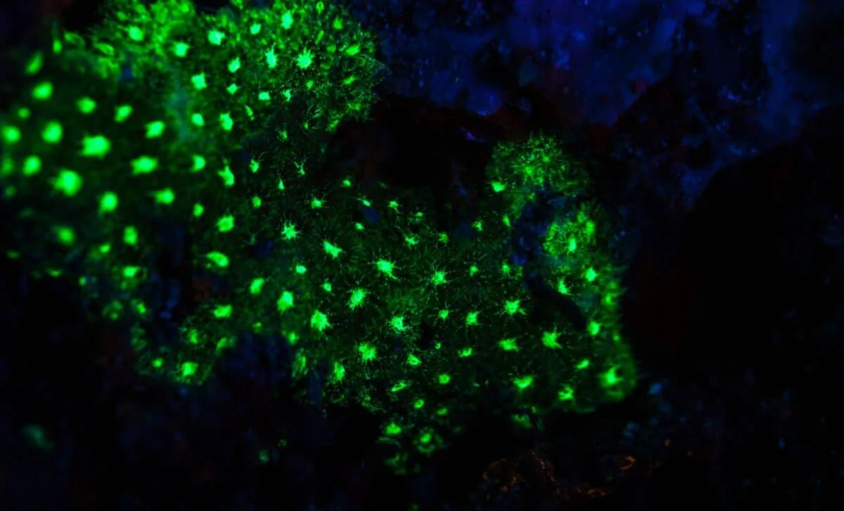 Green Blink in Japanese Deep-Sea Cave Reveals New Bioluminescent Coral