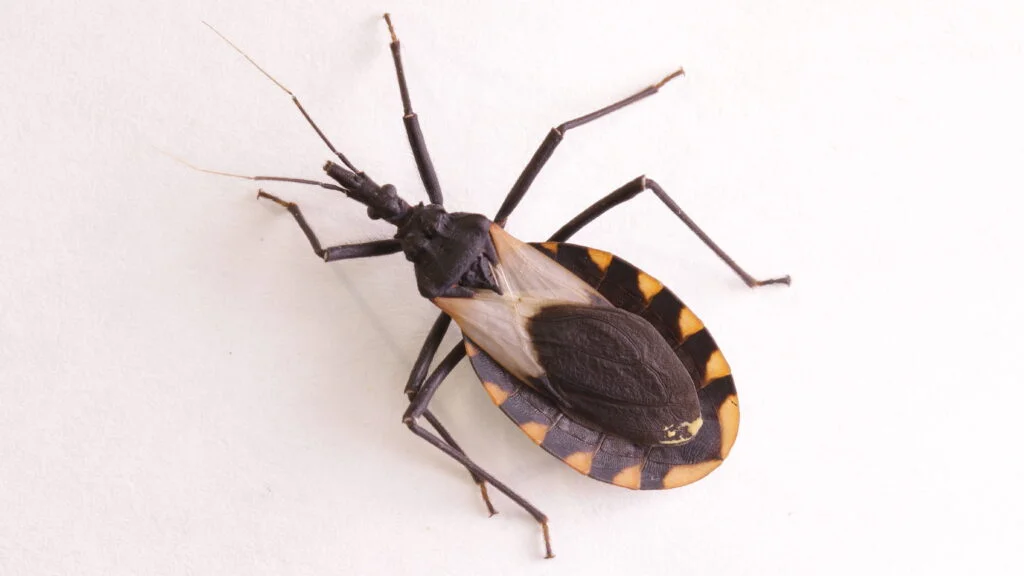 Tropical Disease Spreading Among U.S. Wildlife