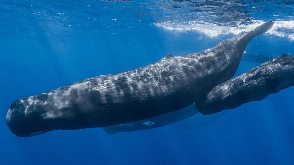 Sperm Whales Reveal a Sophisticated Vocal Alphabet