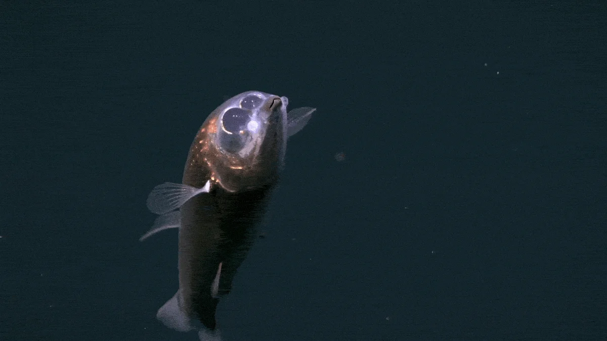Atlantic Deep Reveals First In-Situ Footage of Rare Barreleye and Serpentinization Vents