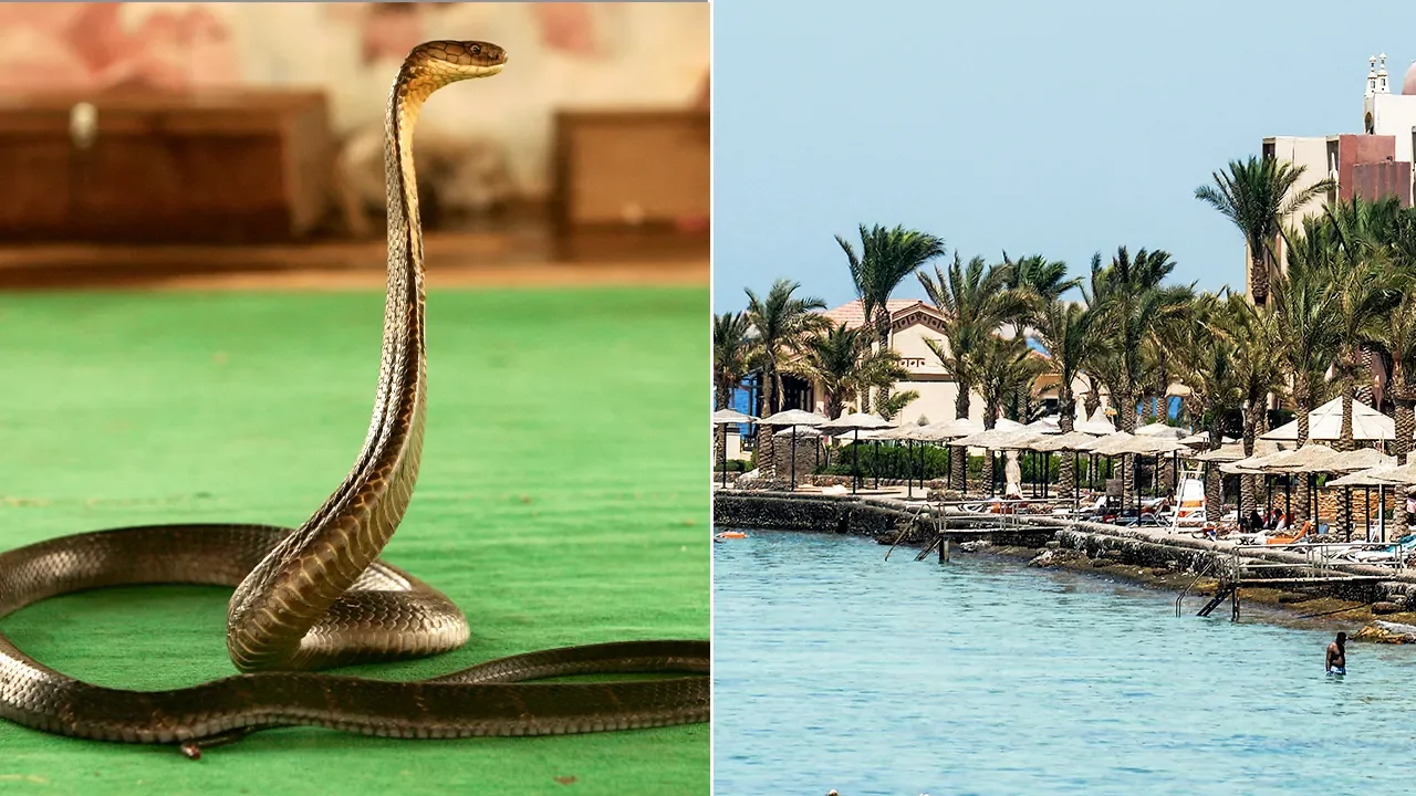 German holidaymaker dies after cobra crawl into pants during Egypt resort show