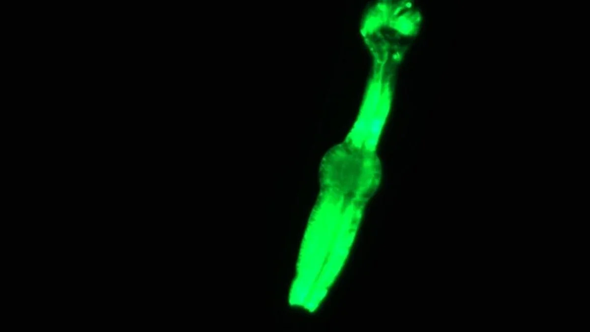 Worms in Space: ISS Mini-Lab Aims to Decode Deep-Space Health