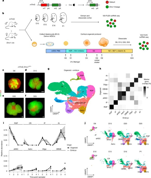 Cortical organoids reveal flexible radial glia lineages without the brain's niche cues