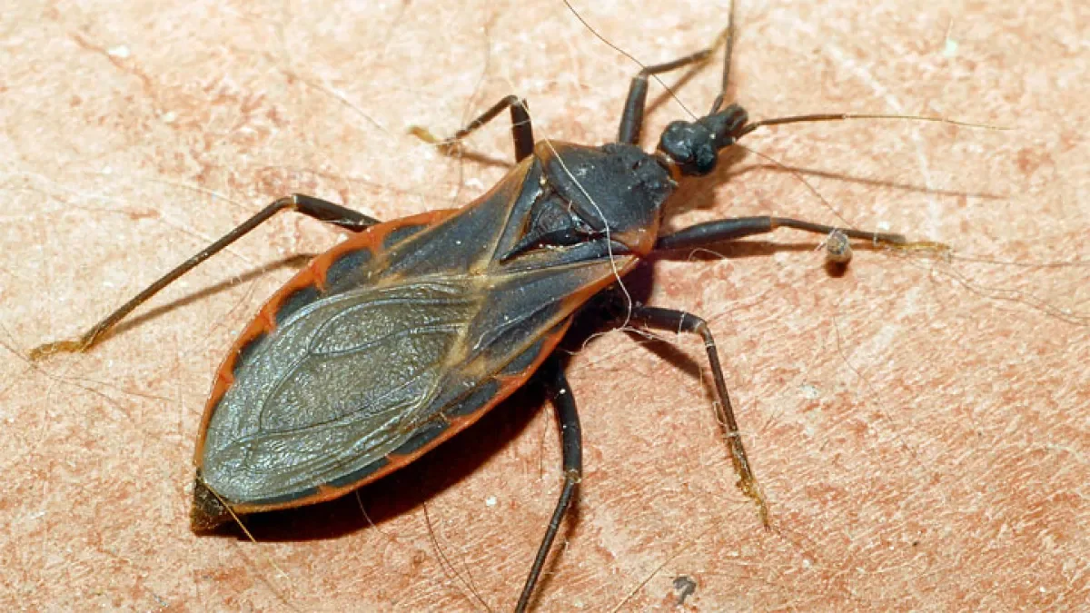San Diego County Records Its First Locally Transmitted Chagas Case
