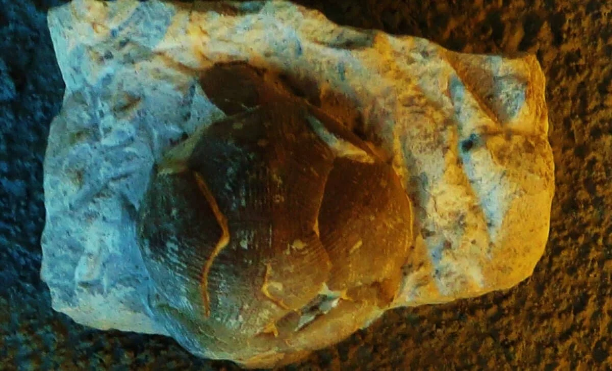 Ancient Crinoids Hide Buckminsterfullerene-Like Spheres in Their Skeletons