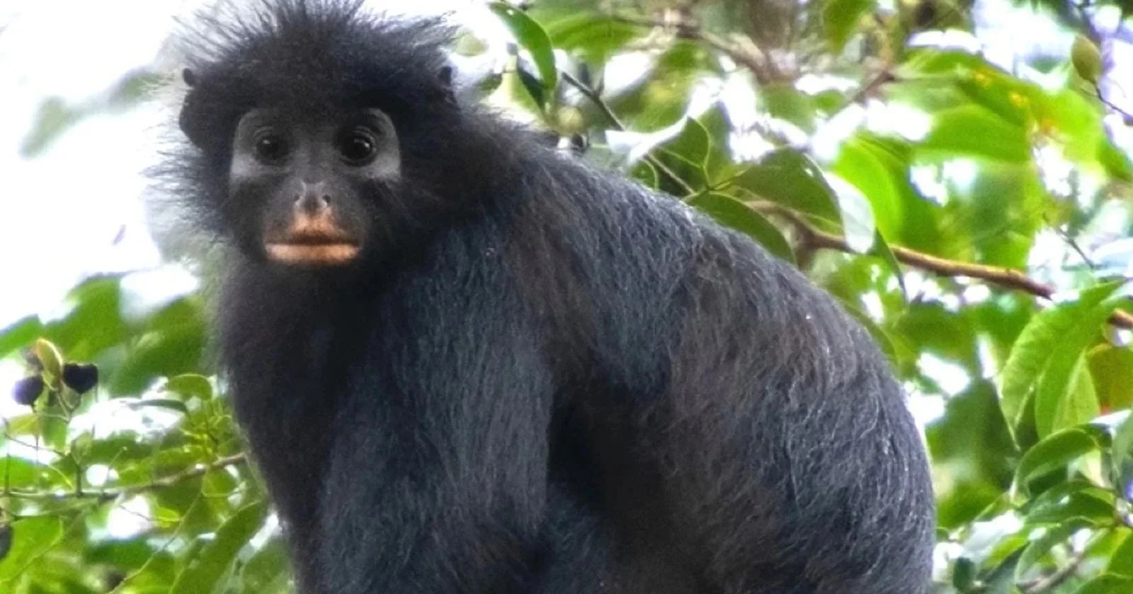 New Congo Colobus Species Identified, Called Likweli