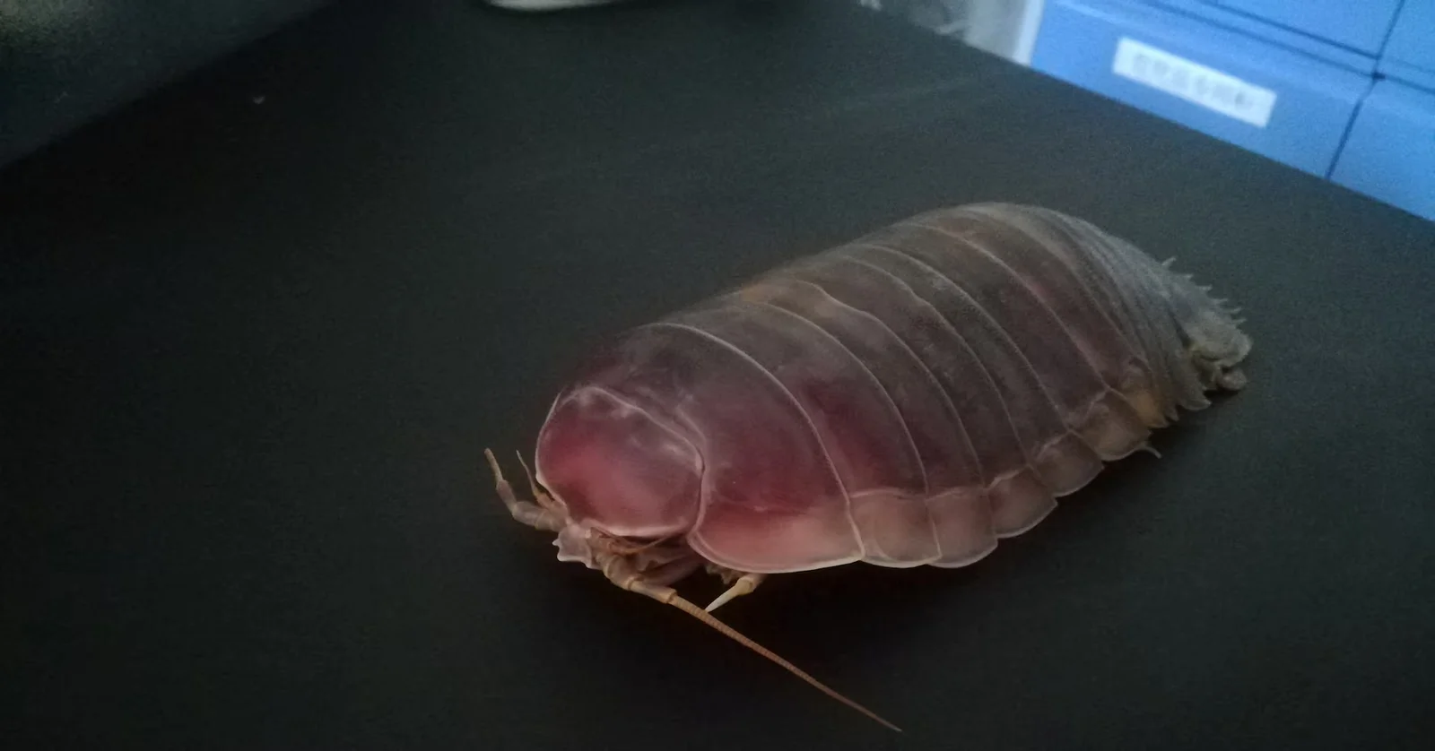 Deep-sea isopods survive years of famine with big stomachs and borrowed genes