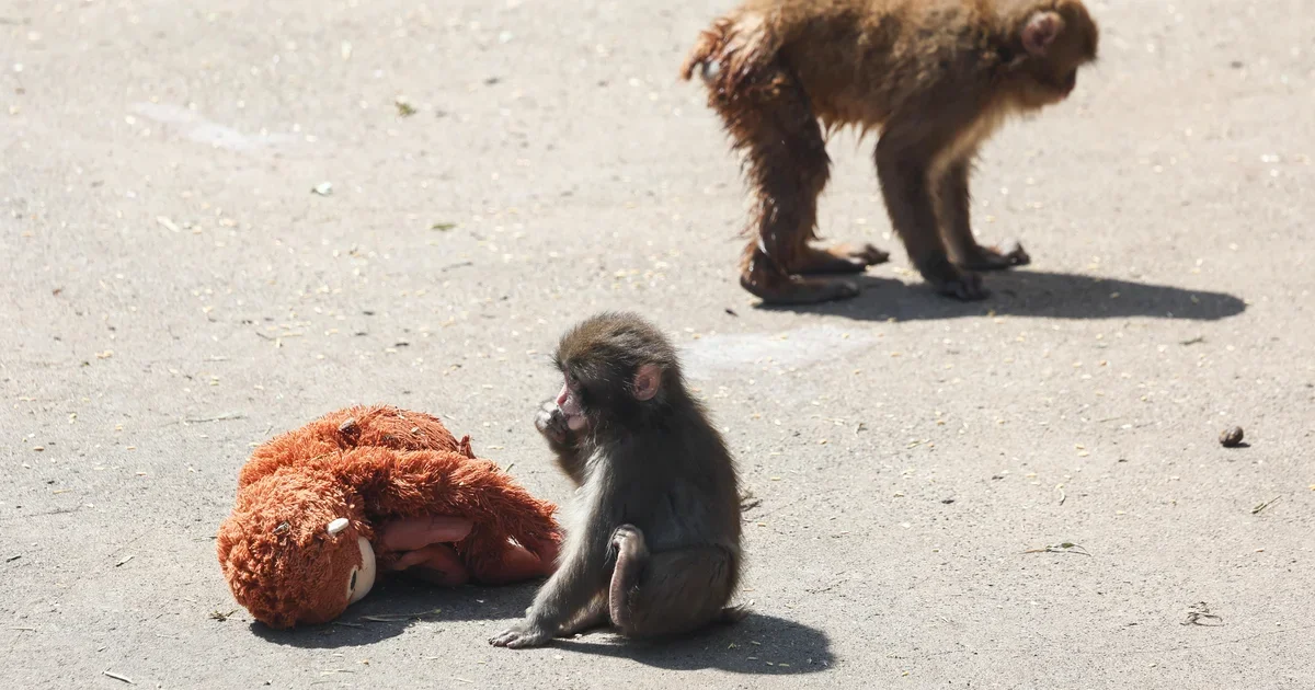 Two Americans detained in Japan after monkey enclosure stunt tied to viral Punch video