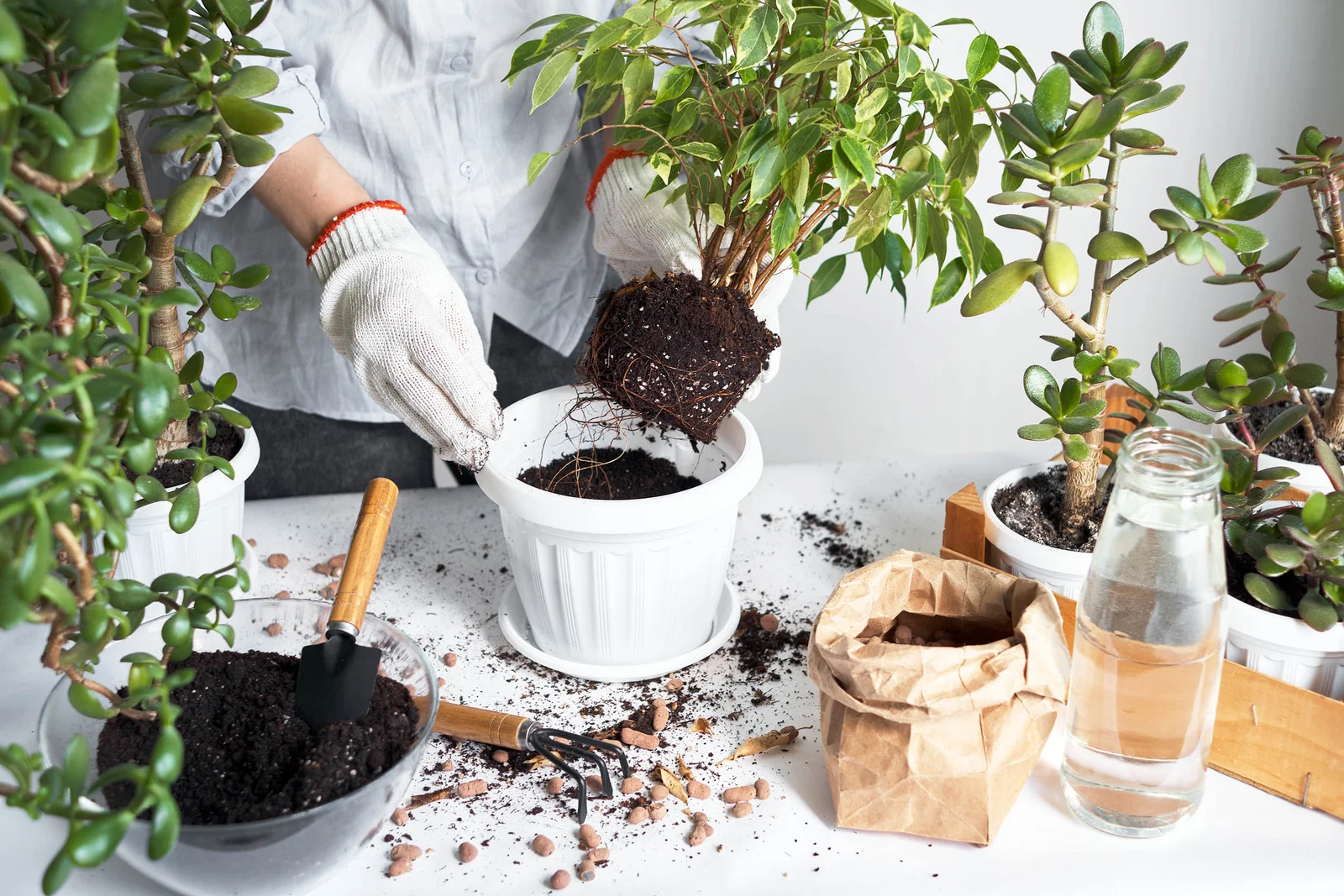 Banana peels emerge as powerful, low-waste plant fertilizer