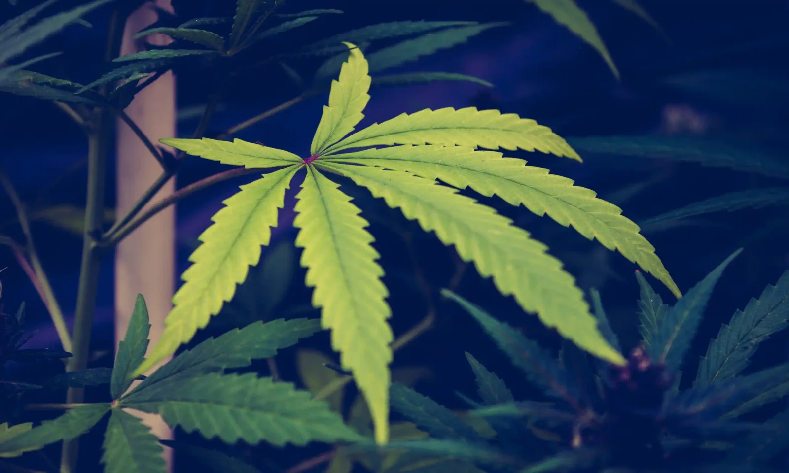 Court Dismisses Anti-Hemp Suit Over Medicare CBD Coverage for Lack of Standing