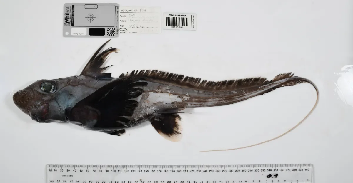 Ocean Census Discovers 1,121 New Ocean Species, From Glass-Walled Worms to Ghost Sharks