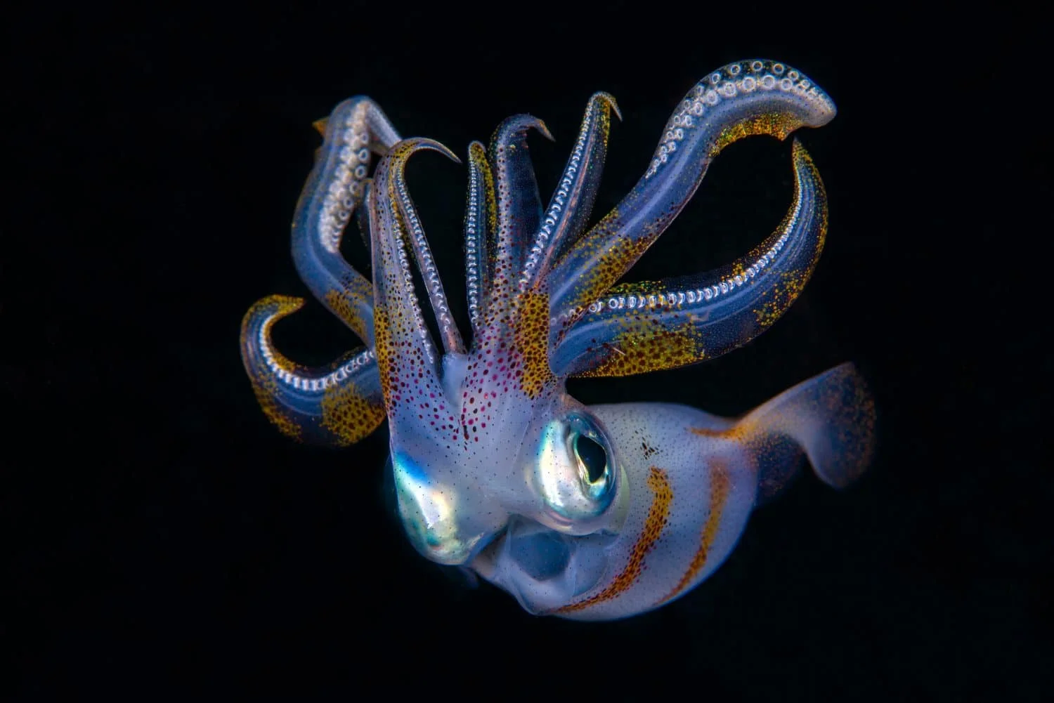 Genomic Clock Reveals Mid-Cretaceous Split of Squid and Cuttlefish
