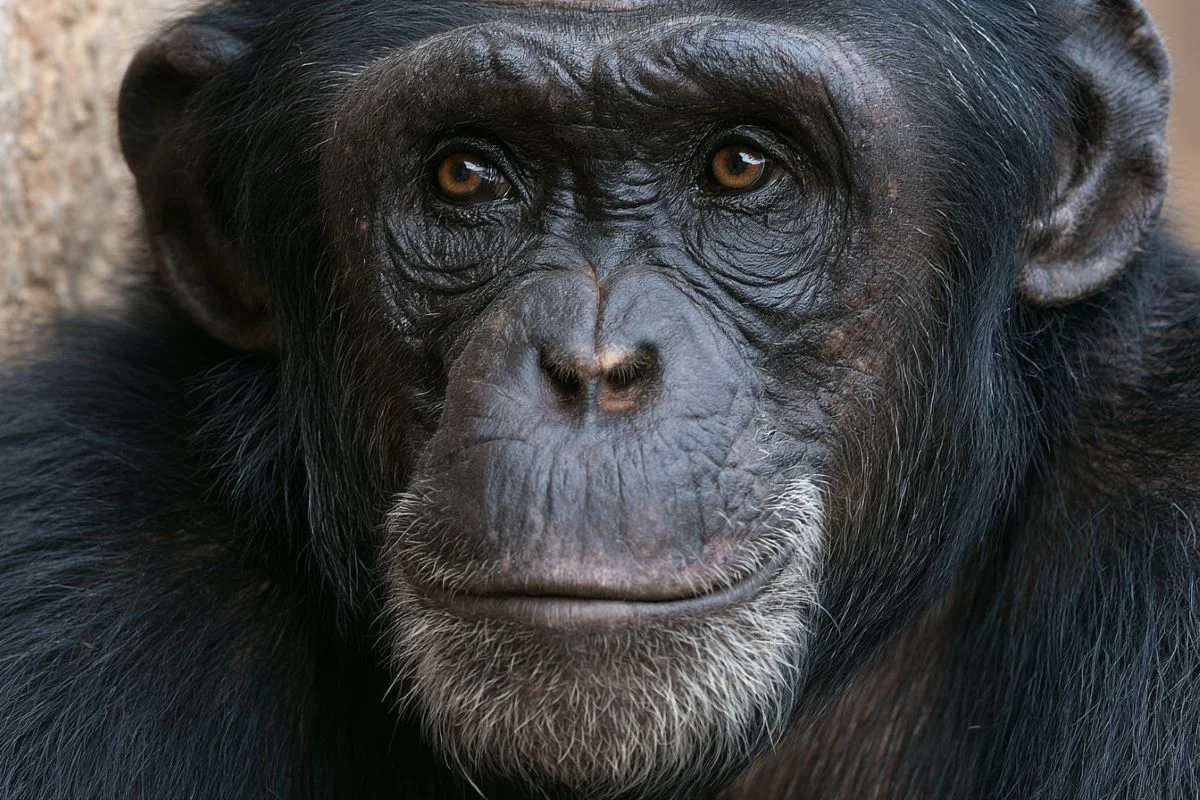 Ape Cognition Breaks the Human-Centric Mold