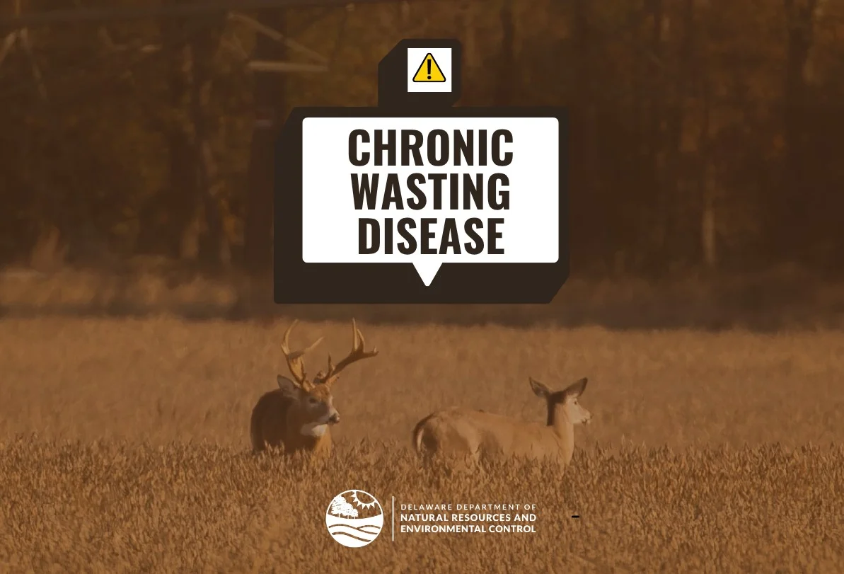 Delaware Detects First Wild Deer Case of Chronic Wasting Disease, Initiates Response Plan