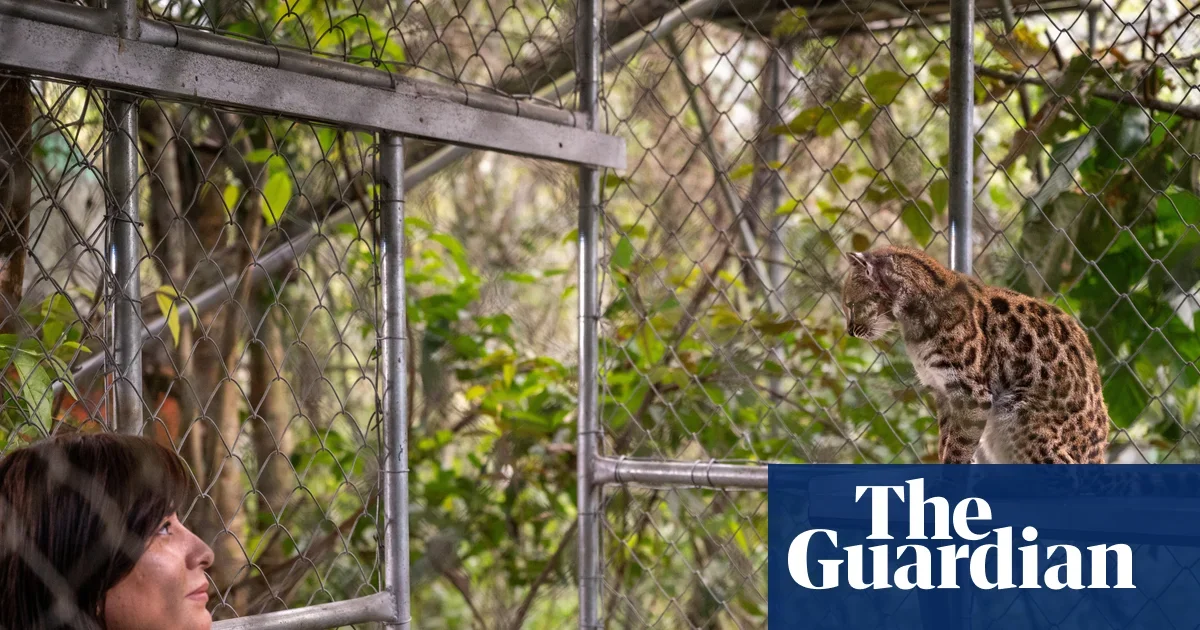 New Bolivian Cloud-Forest Cat Declared a Distinct Species: Leopardus tilcayo