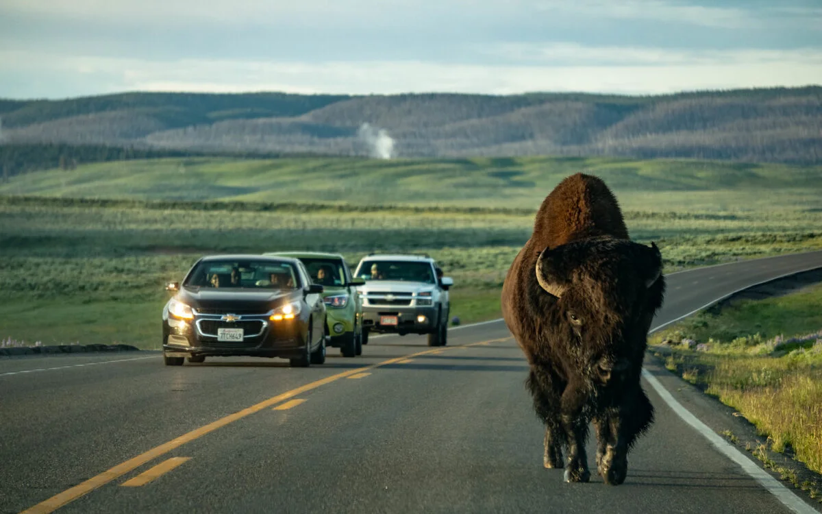 Tourists' Dangerous Selfies with Bison in Yellowstone National Park
