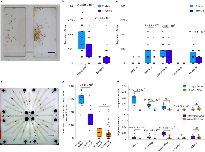 Ancient feeding signals steer alloparenting in clonal raider ants