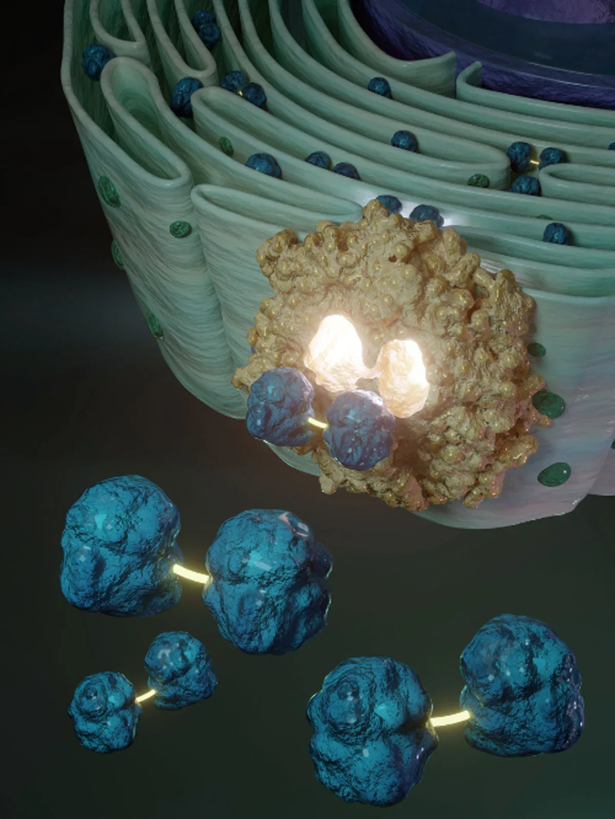 ER Glutathione Regulator Proofreads Protein Folding