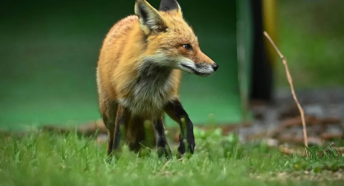 Rabies Alert as Fox Roams Staten Island, DEC Says