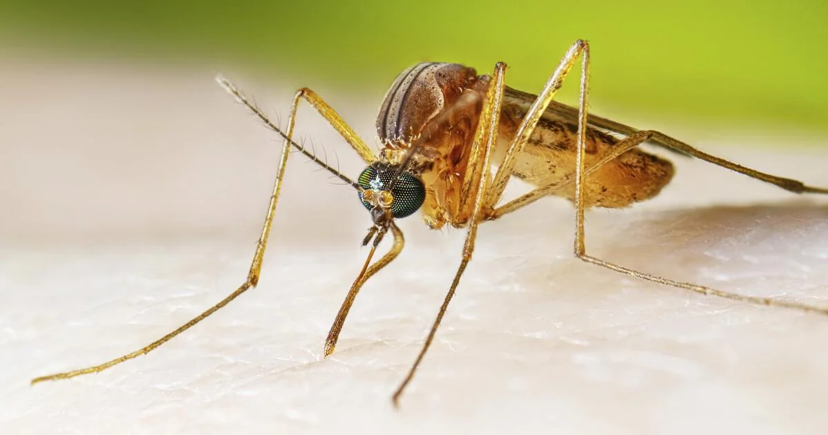 Heat and Habitat Shifts Push California Toward Vector-Borne Disease Spike