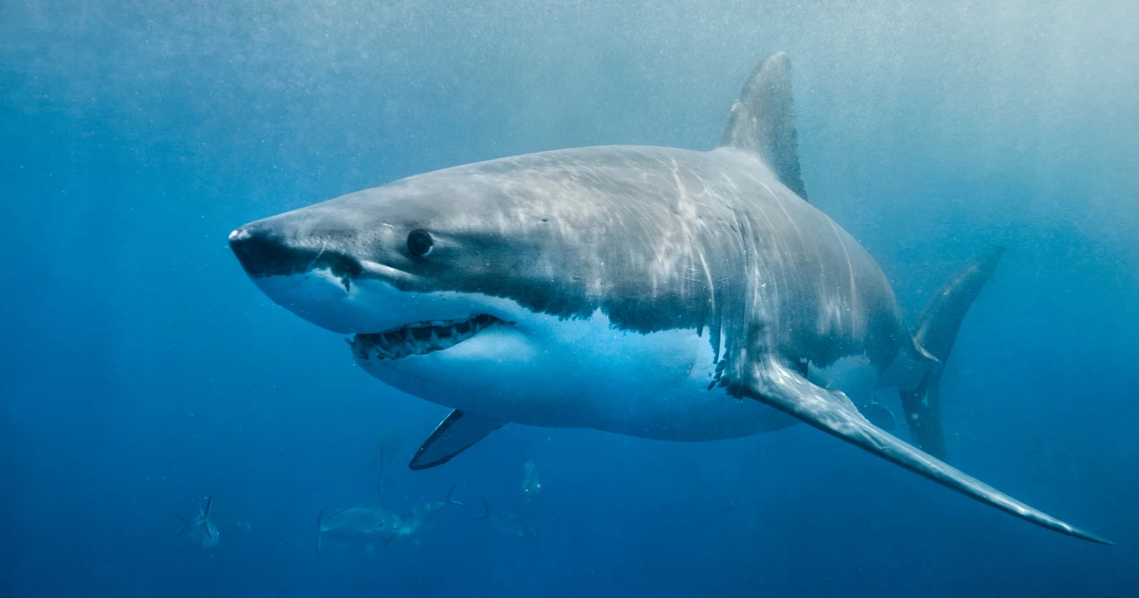 Greenland sharks live for centuries and still see in the deep, debunking the 'blind for life' myth