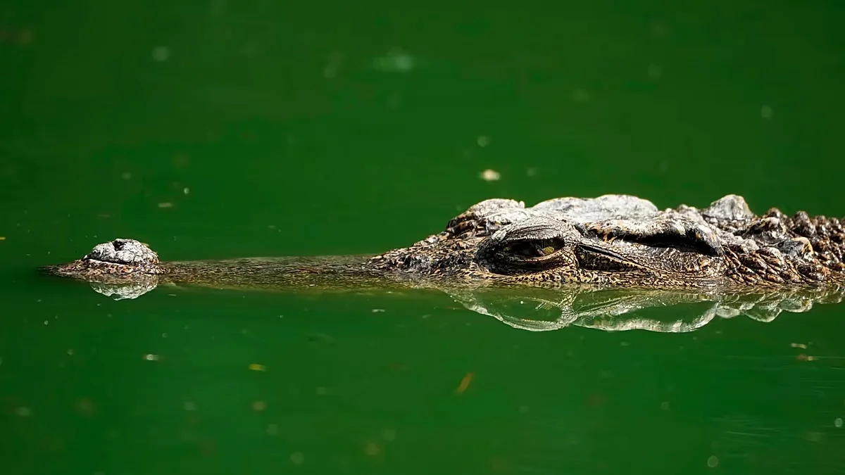Portuguese businessman pulled from crocodile after disappearance in Komati River (South Africa)