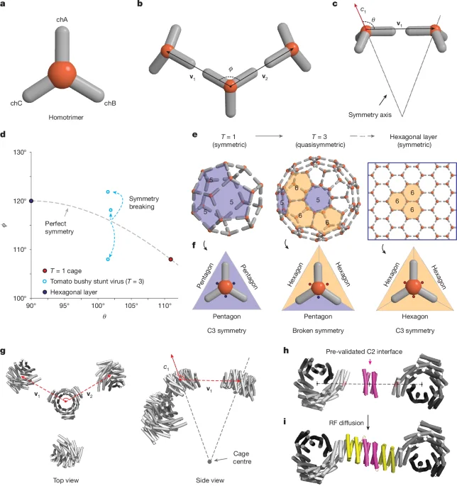 Single-building-block design yields versatile quasisymmetric protein nanocages