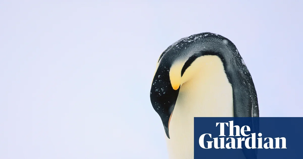 Emperor penguins endangered as Antarctic sea ice vanishes
