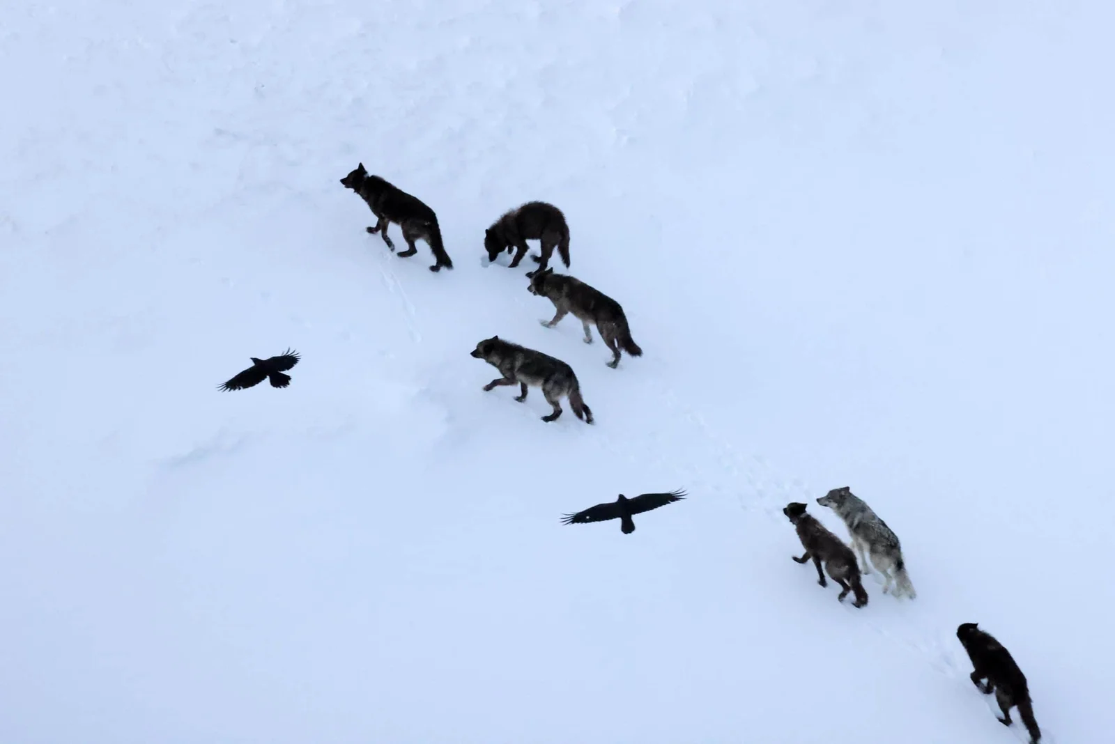 Ravens Map Kill Hotspots Across Yellowstone, Not Just Follow Wolves
