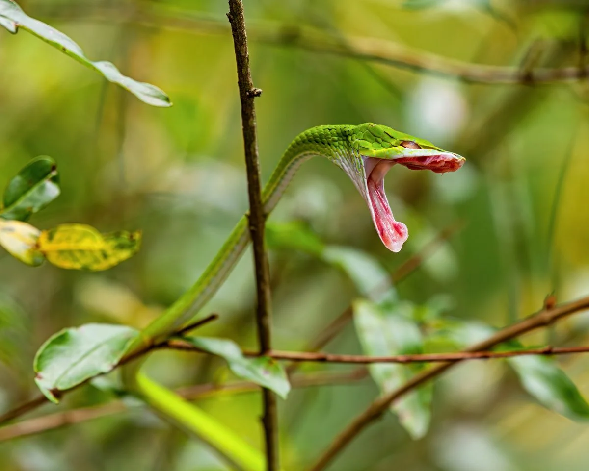 Blink-and-Go: The World’s Fastest Predator Bites