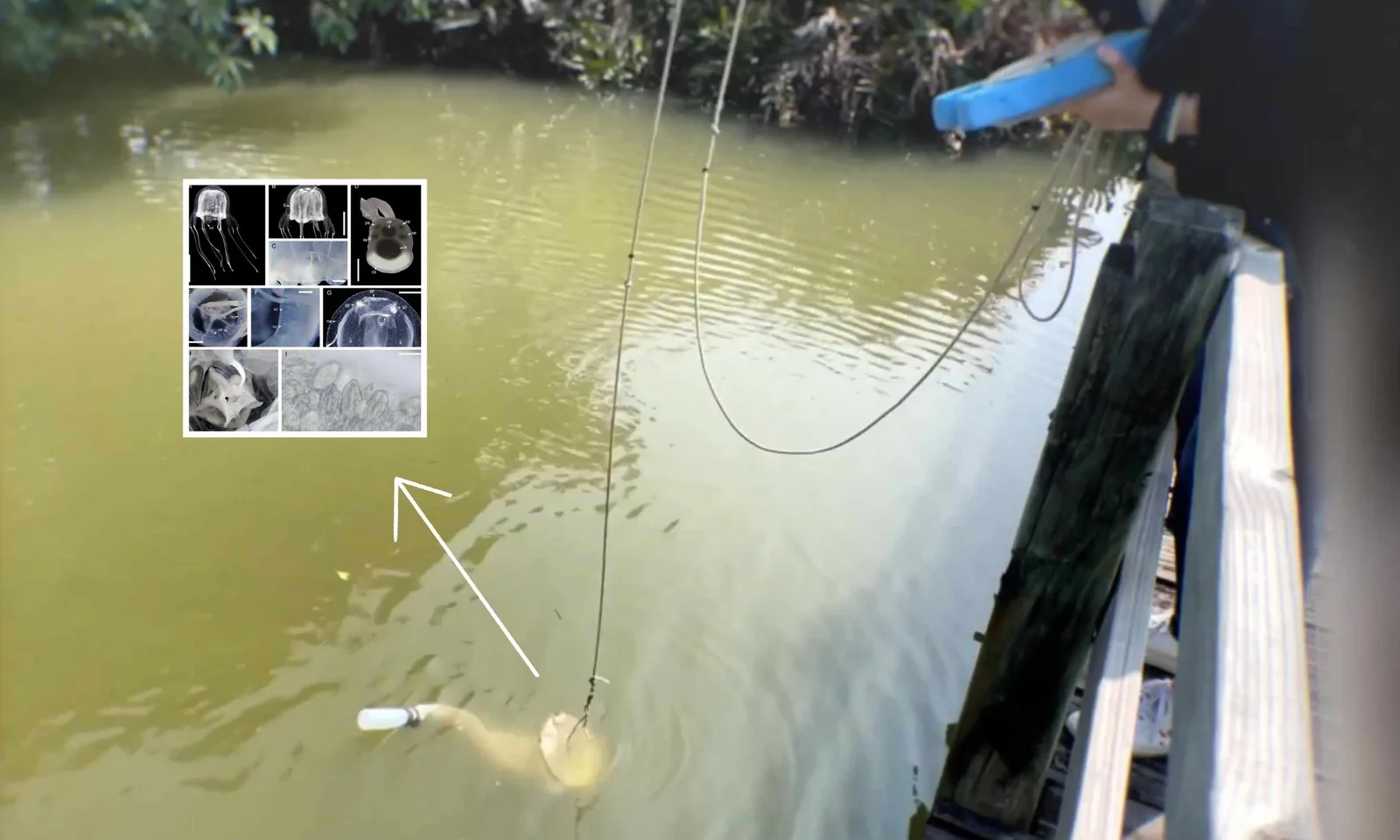 Hong Kong pond yields a new 24-eyed box jellyfish