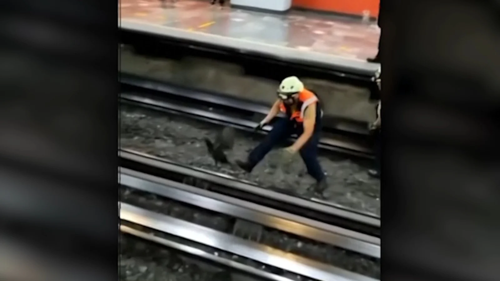 Subway Workers Halt Service to Chase Loose Chicken on Tracks in Mexico City