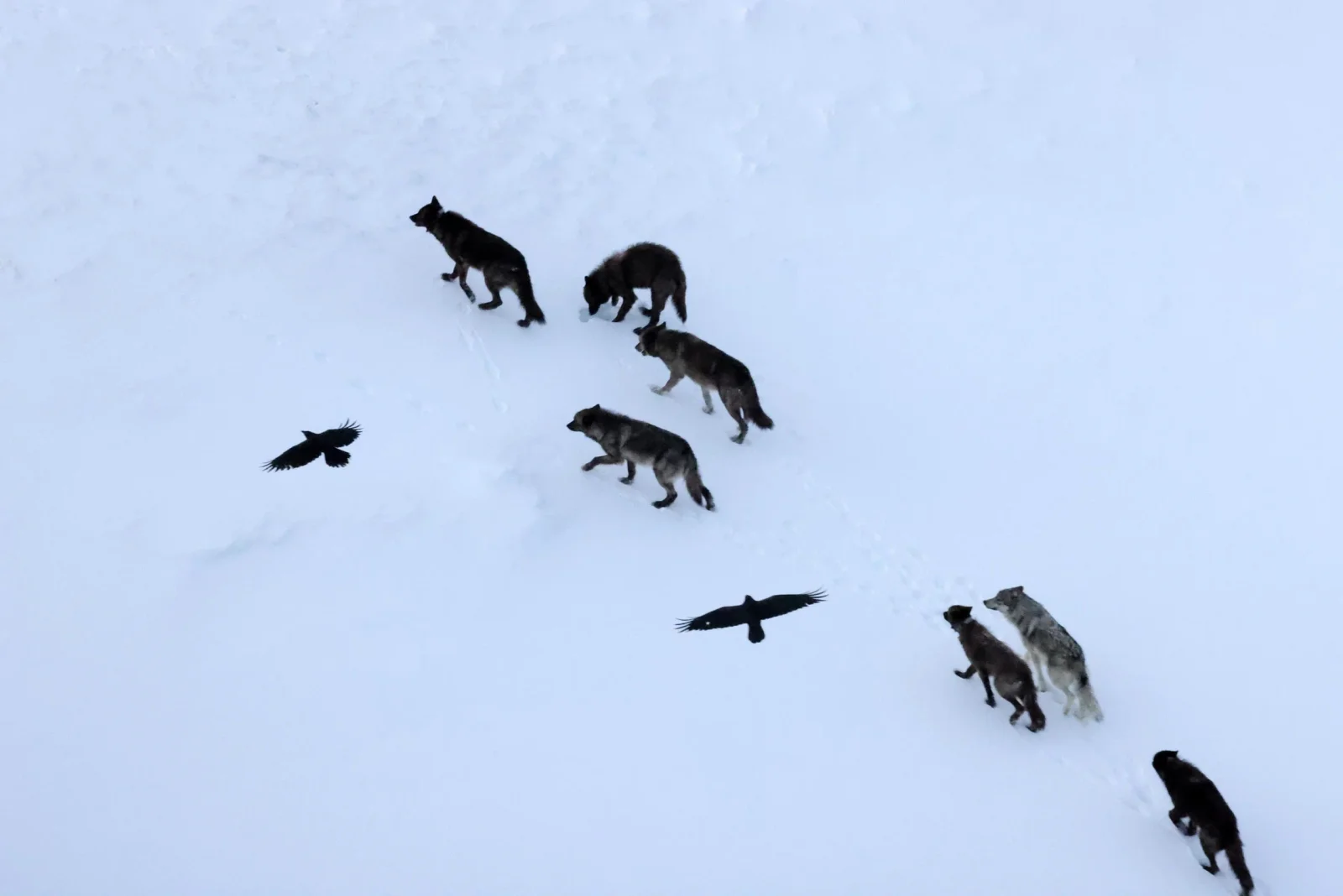 Ravens Navigate to Wolf Kills Using Memory, Not Following Wolves