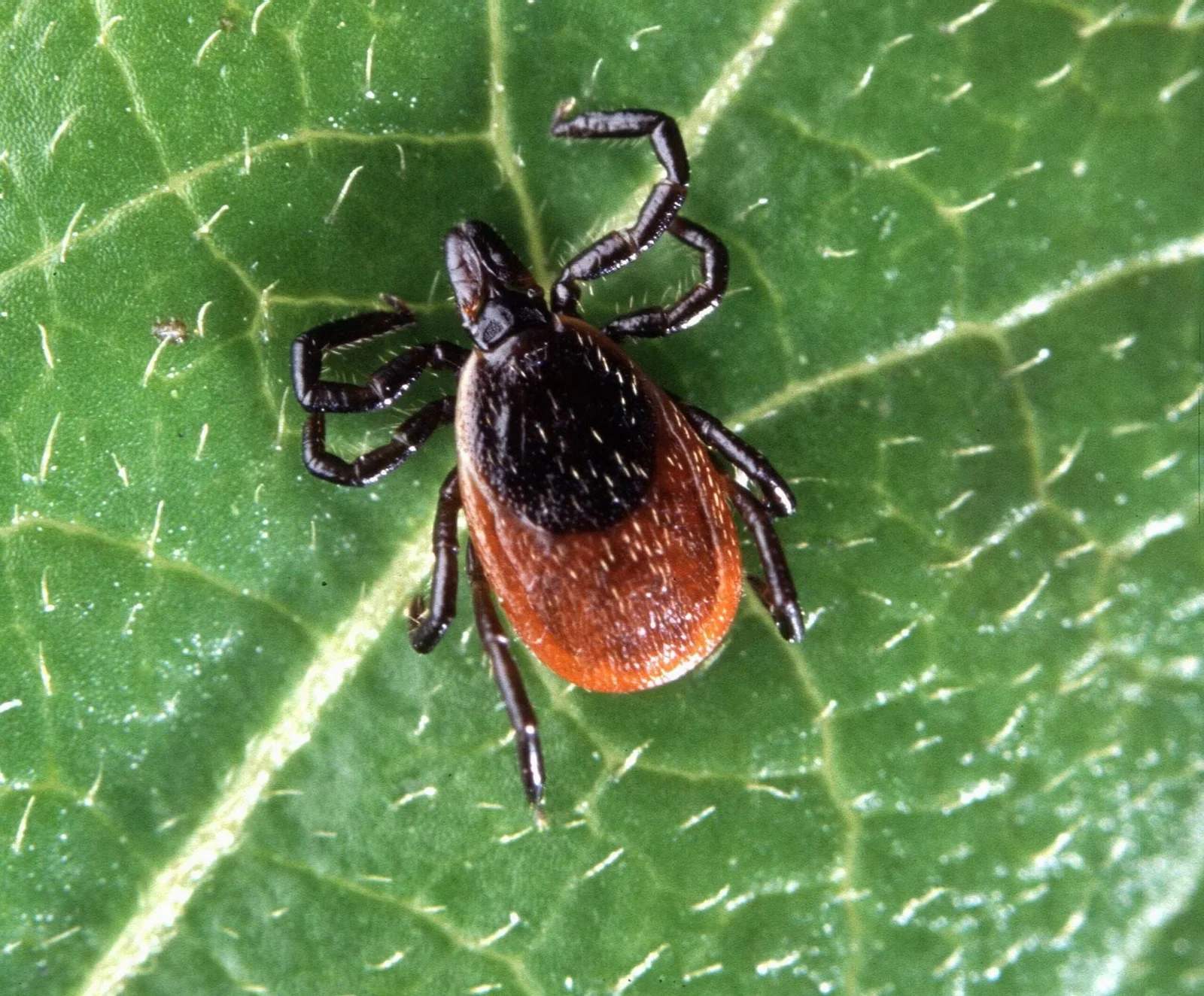 Tick Season Arrives Early in Wisconsin: How to Protect Yourself