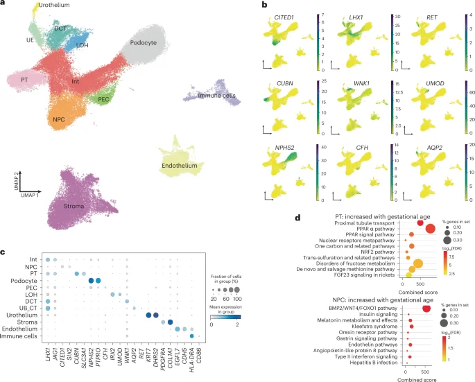 Microenvironment steers human kidney cell fate: insights from spatial single-cell mapping