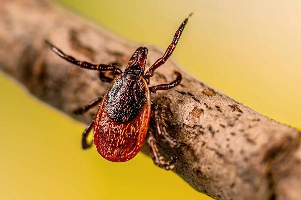 Powassan Tick Virus Is Rising in the U.S., with Transmission Possible in Minutes