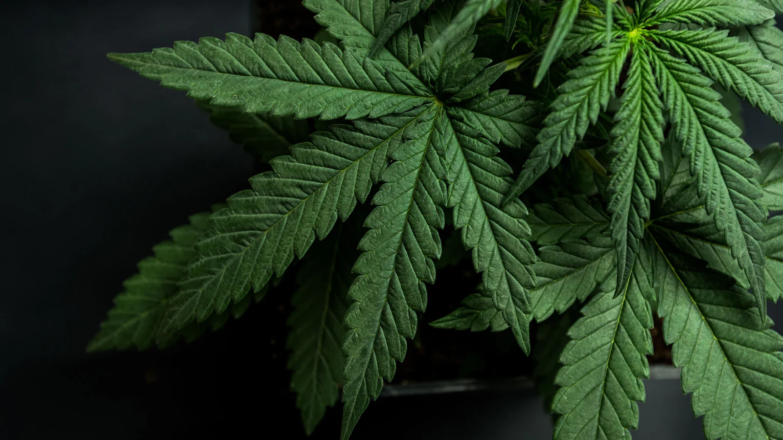 Marijuana Use Linked to Schizophrenia in Young Men, Study Shows