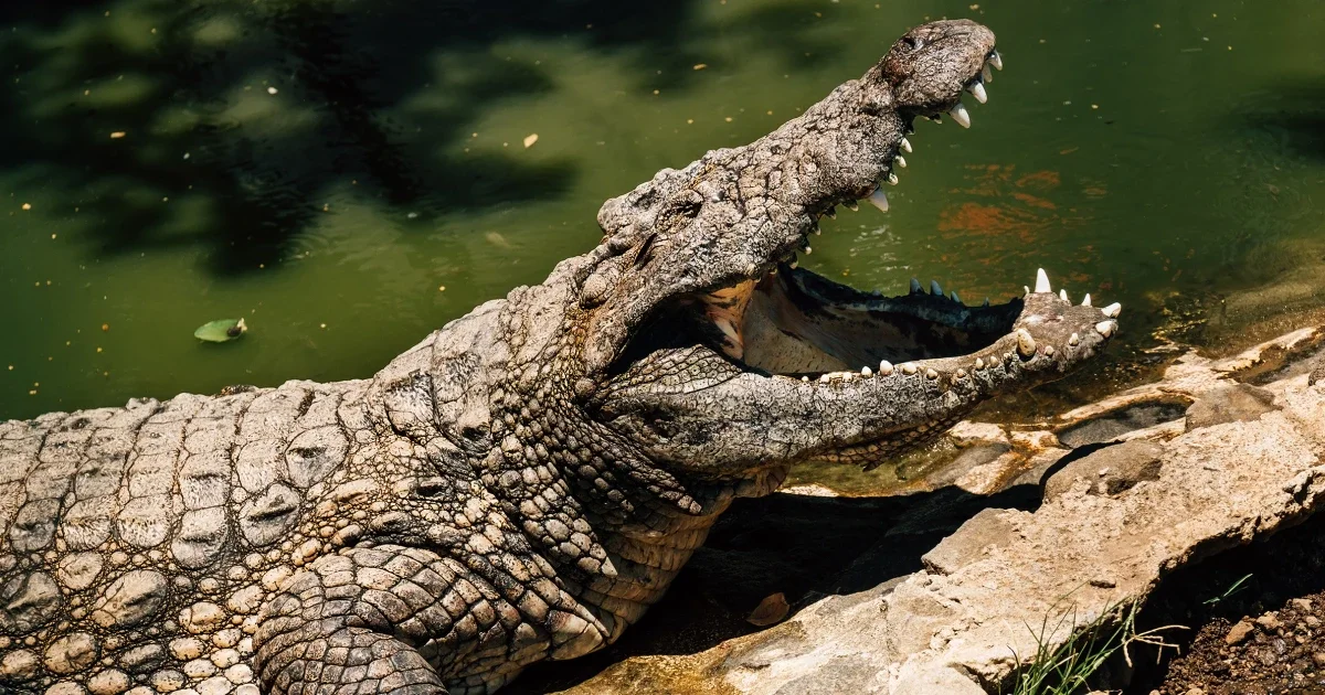 Toddler critically injured after crocodile enclosure incident at UK zoo