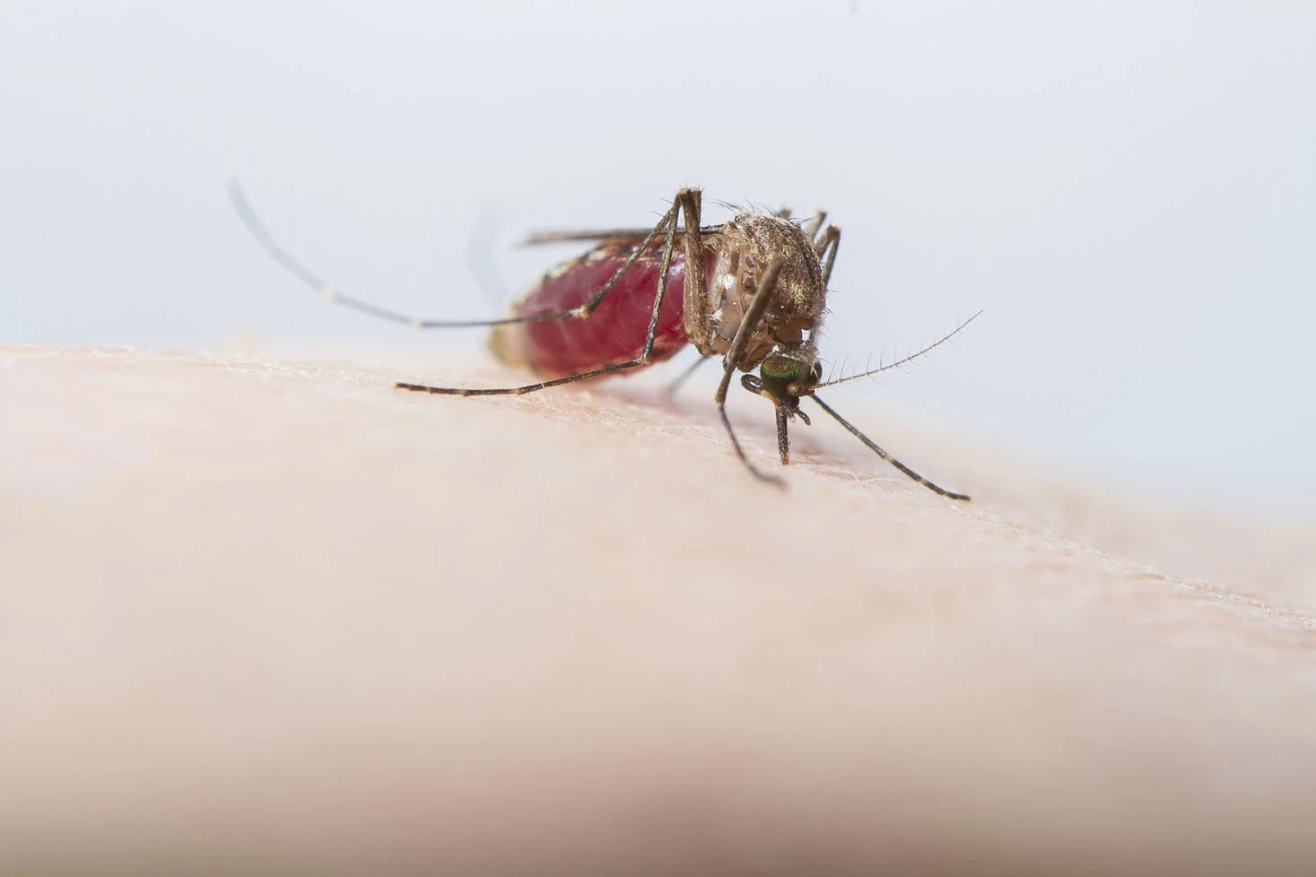 Cayman ramps up mosquito control with daytime aerial larviciding