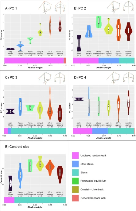 Cranial evolution in Homo shaped by constraints and neutral change, not steady directional selection