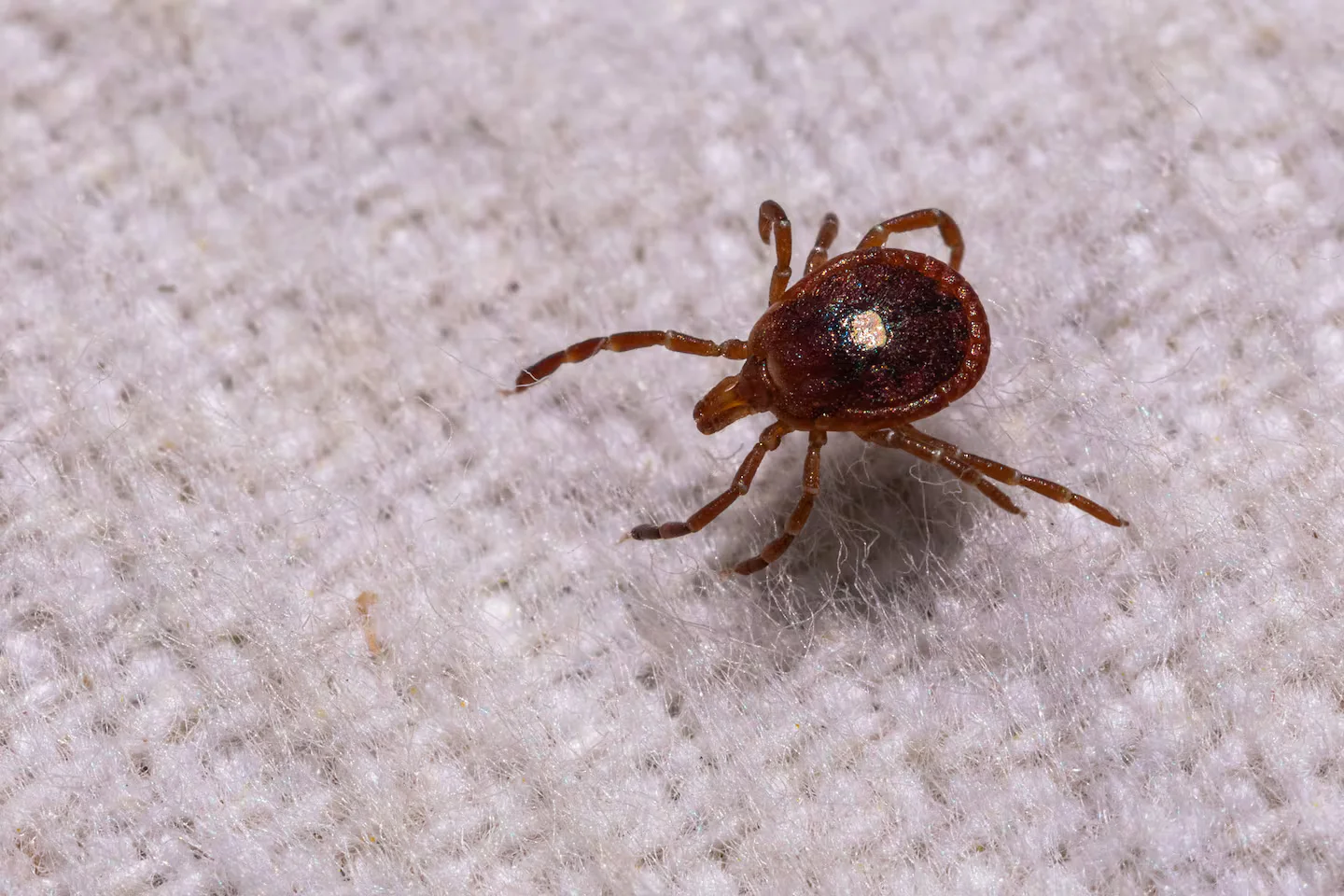 Practical tick protection: what really wards off ticks, say experts