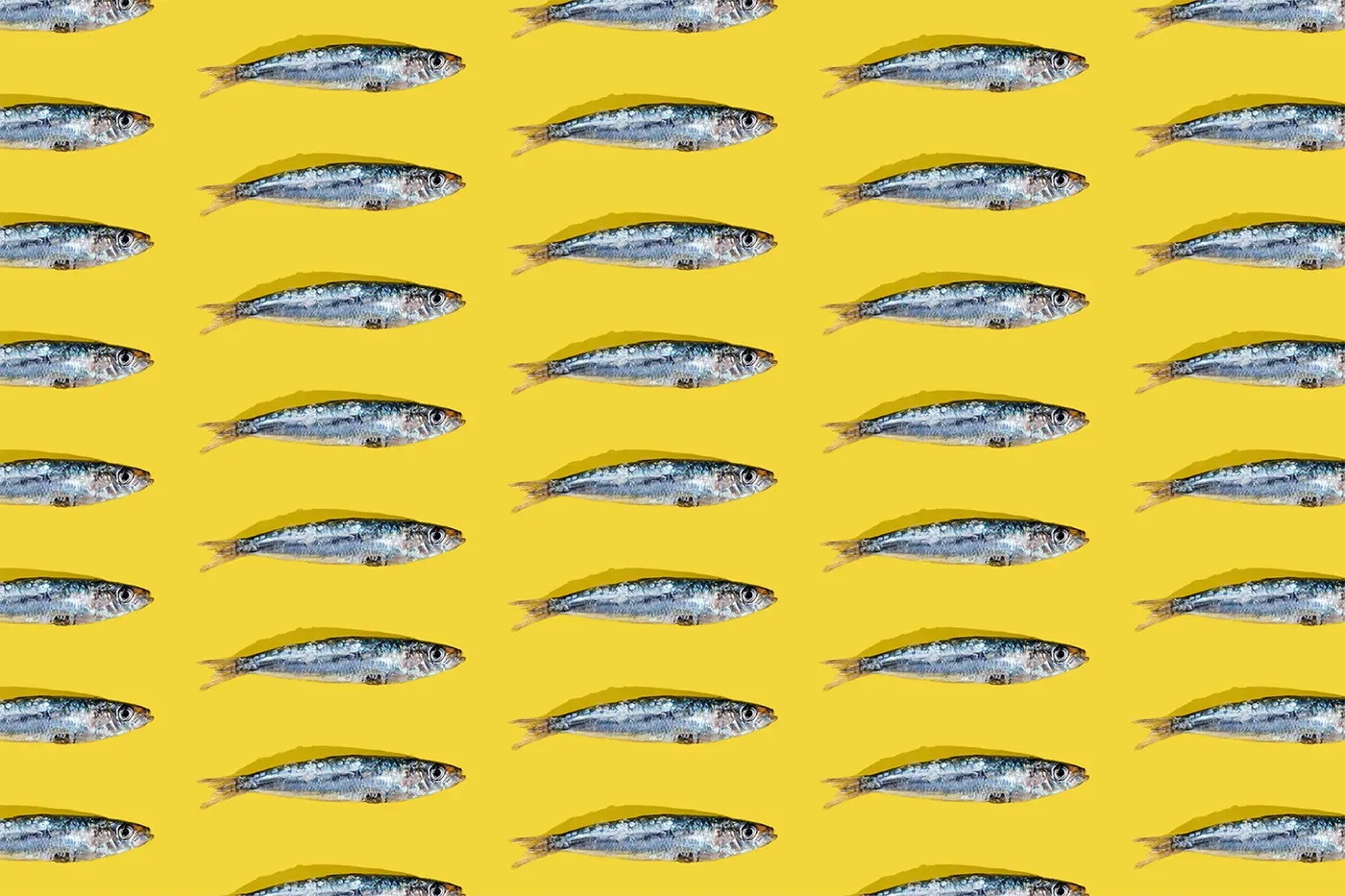 Sardines Go Viral as a Budget-Friendly Health Hack
