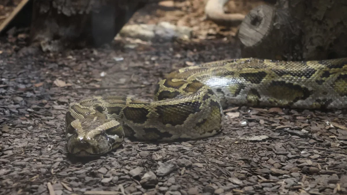 Cat Rescued From Dogs, Then Finds a Full Python in the Coop