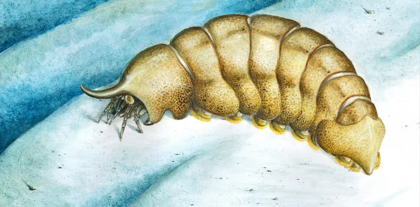 Ancient arthropod fossil reshapes view of late Cambrian biodiversity