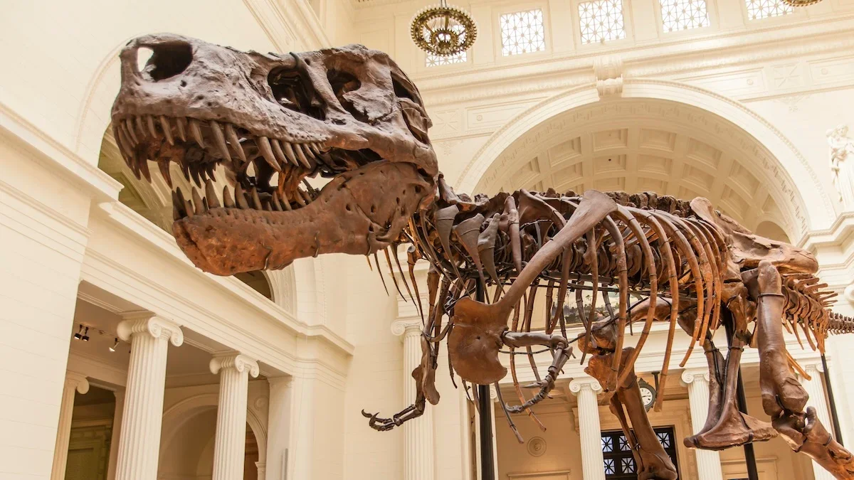 Giant Jaws, Tiny Arms: Study Links T. rex Arm Reduction to Skull Power