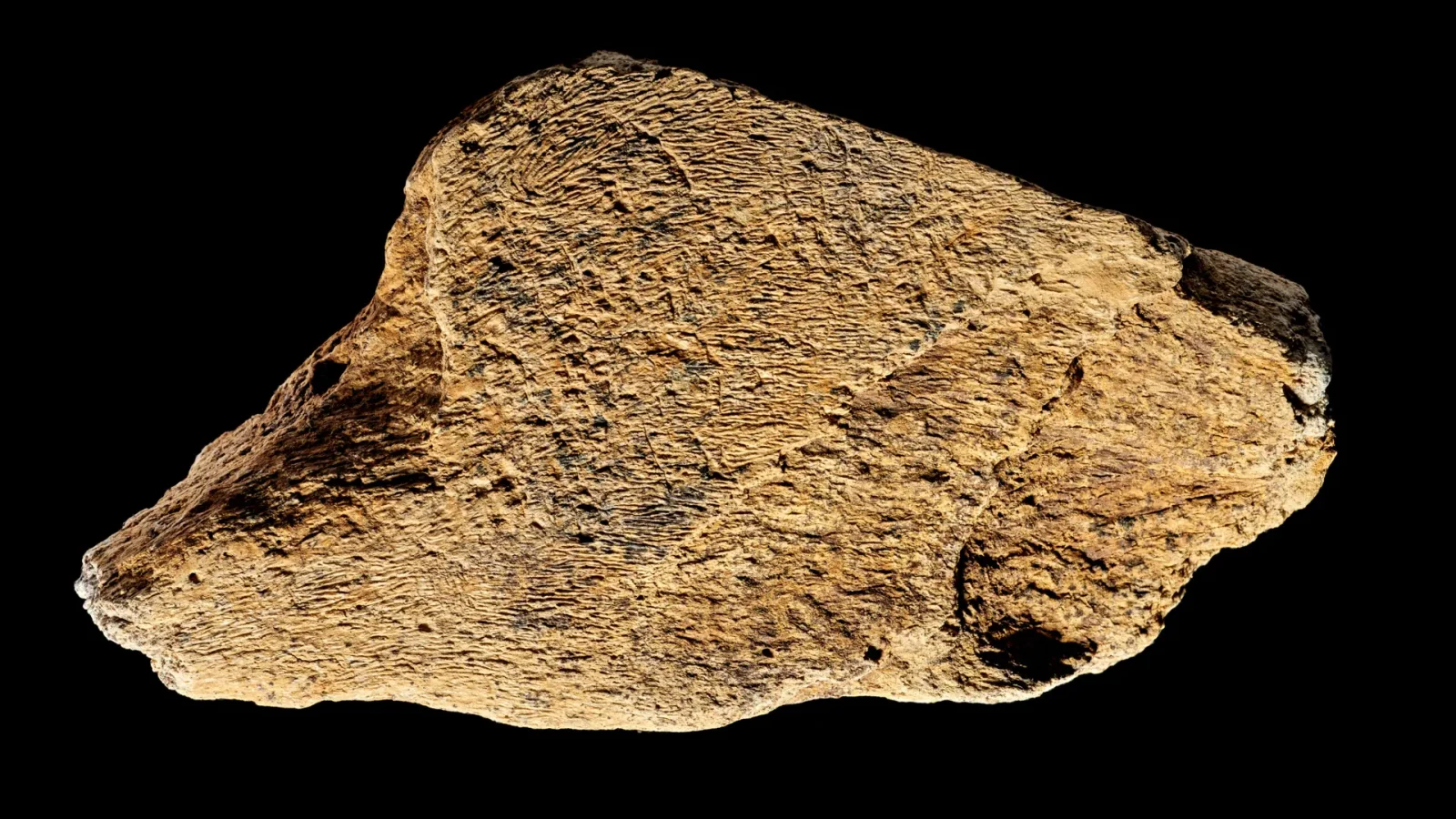 Britain’s 500,000-year-old elephant bone tool reveals early humans’ refined toolmaking